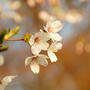 ソメイヨシノと八重桜