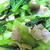 ささっと小松菜の炒め物　/　初期蜂の巣駆除2日目