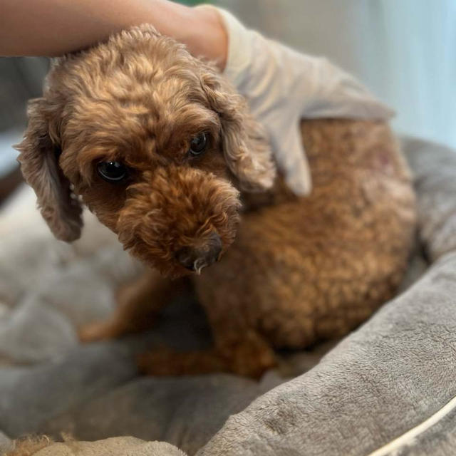 【閲覧注意】愛犬の要経過観察だったイボ、自分でとりました！