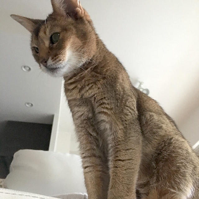 寝転んで、上を見たら、猫がいる。