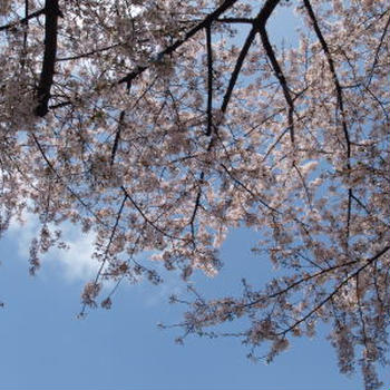 今年の桜