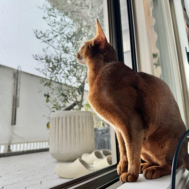 【動画あり】雪を不思議がる猫たち