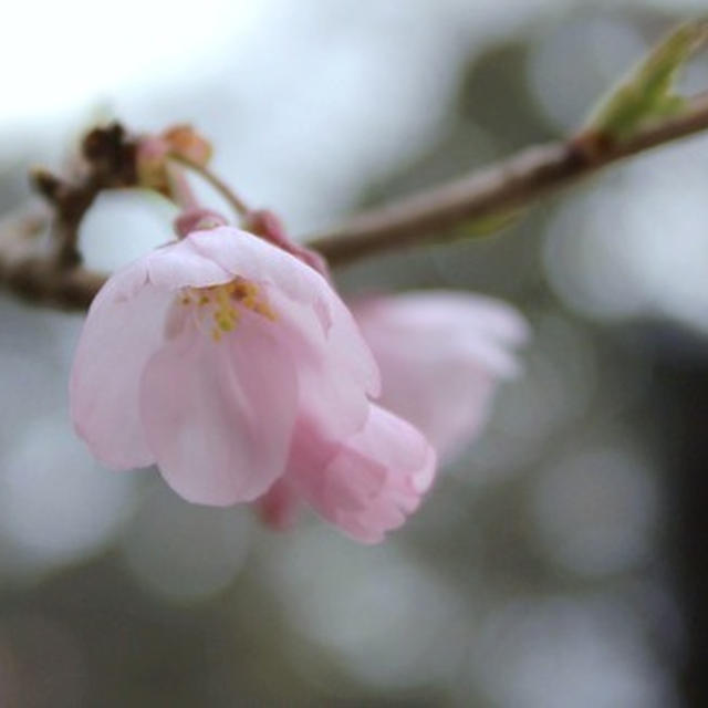 お寺の桜 2015