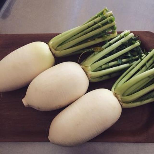 加賀野菜「伝助大根」をいただきました