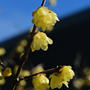 新潟県立植物園の蝋梅が見頃でした⭐︎