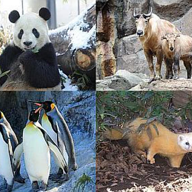 冬の動物園、水族館の楽しみ方：Visit ほっと Zoo 2015