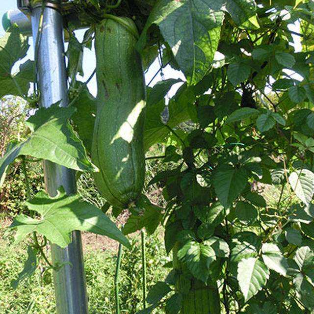 すっかり秋植え野菜は出遅れ。