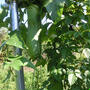 すっかり秋植え野菜は出遅れ。