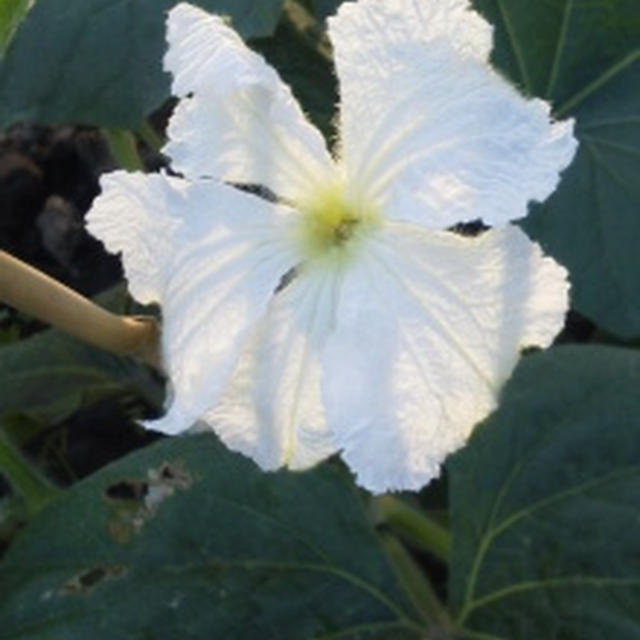 今年の野菜ベスト３！の１