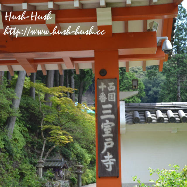 ♪蓮が見頃！★三室戸寺★京都府宇治市菟道滋賀谷♪