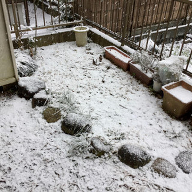 大雪
