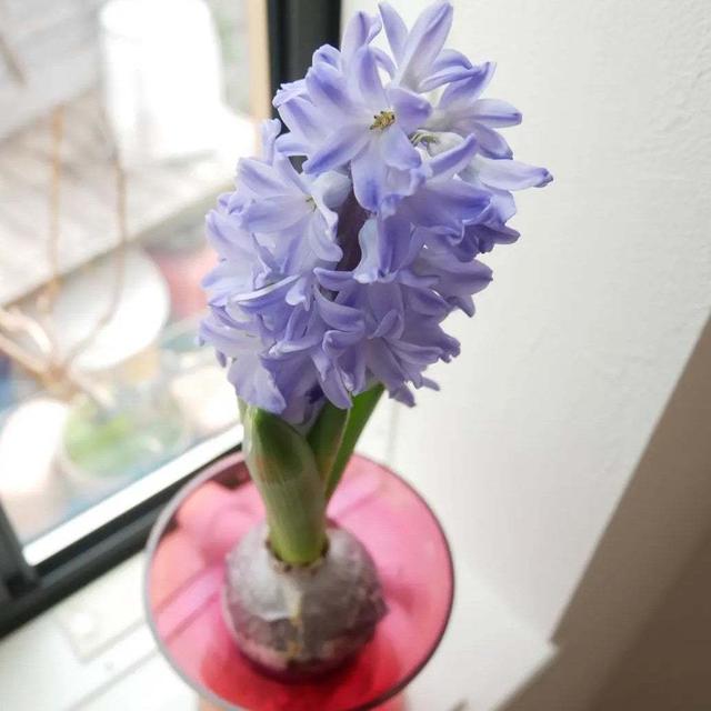 ヒヤシンス水栽培、最近撮った写真#ameba写真部