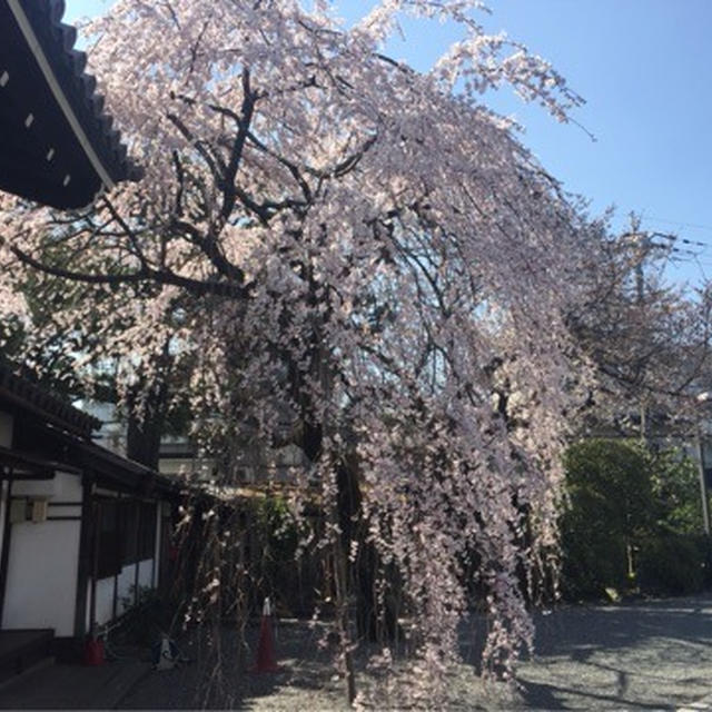 京(今日)の桜 開花情報♪2018