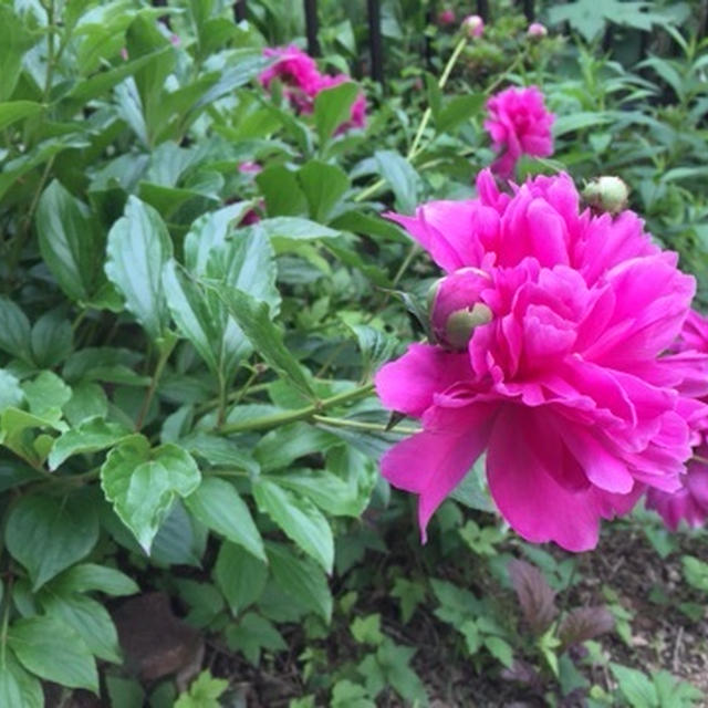 芍薬、クレマチス、コーネリア…