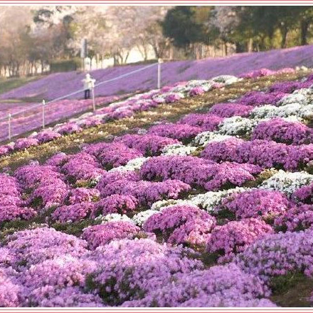 座架依橋左岸の芝桜《P-２》芝桜／近隣の風景／野鳥さんも居ましたよ〜♪