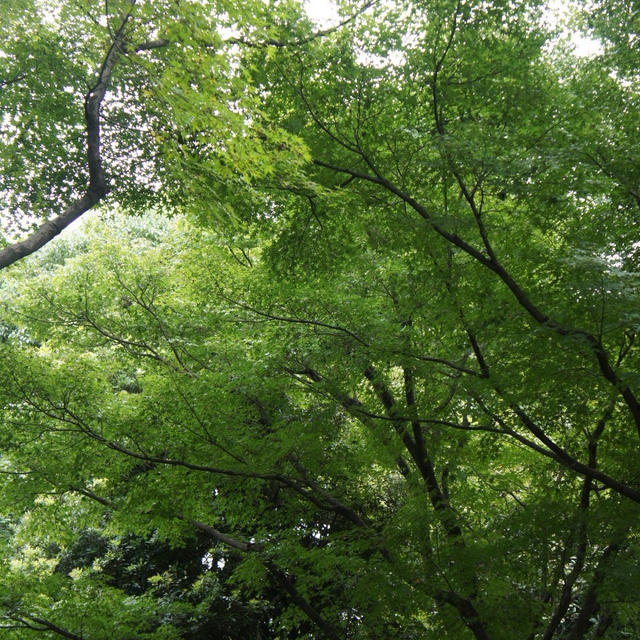 皇居（北の丸公園～東京国立近代美術館工芸館・科学技術館）、神保町（三幸園）、東京タワー