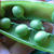 冬越し野菜の収穫期♪