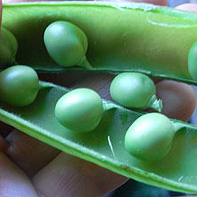 冬越し野菜の収穫期♪