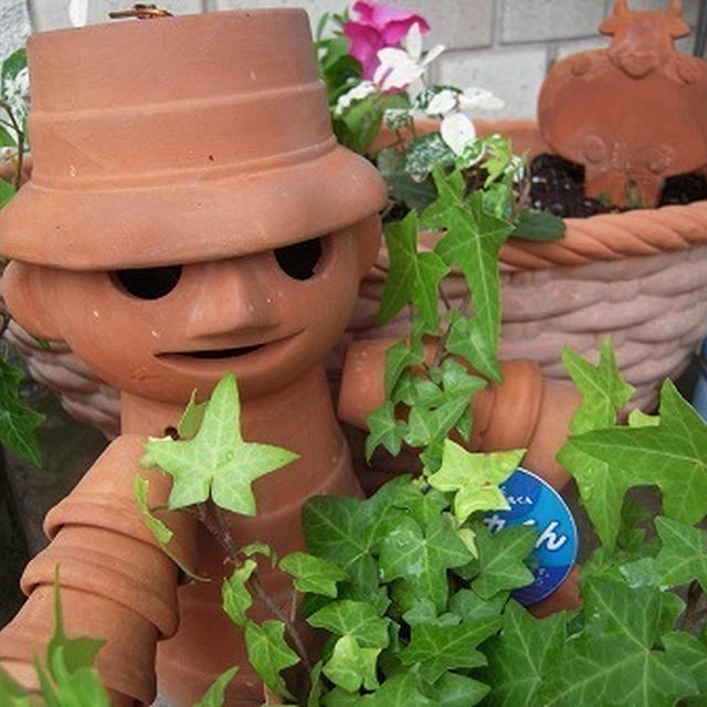 ペチュニアの寄せ植え・夏の花