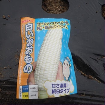 キュウリ支柱ネット張り＆エンドウ収穫☆葉山農園（5月初旬）