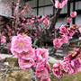 京都お花見2023年！御所桜見ごろは3月下旬から4月上旬☆隠れ人気スポット「無料休憩所」