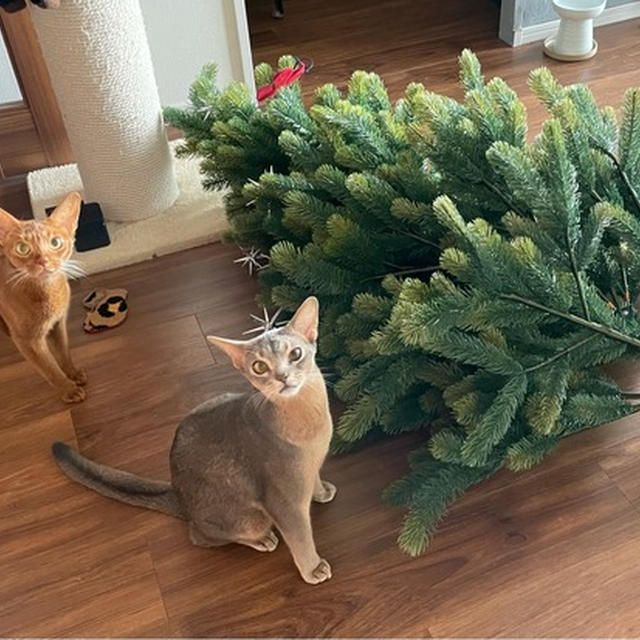 クリスマスツリーやられる…