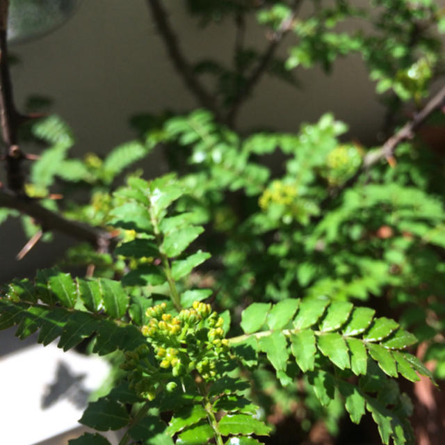 山椒の秘密
