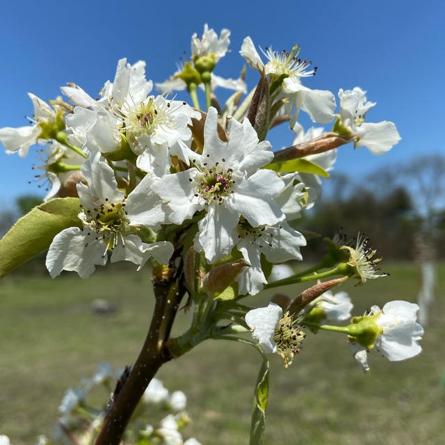色を競い合う咲く花のように♪ 梨の花