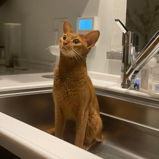水待ちひめ