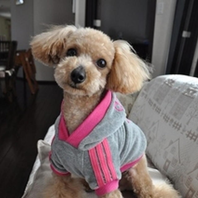 我が家の癒し犬とおしゃべりランチ♪