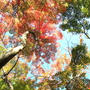 筑波山の紅葉