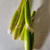 GONさんのお野菜チャレンジ・マコモダケ