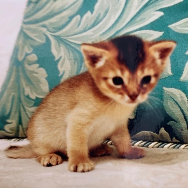 ちび子が生まれた時のことを思い出していた