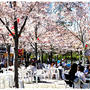 ■ そうだ、赤ちゃんと西公園にお花見に行こう~♪ヾ(･ω･`)ﾉ ■