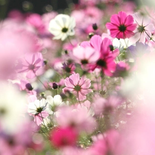 秋桜日和