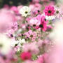 秋桜日和