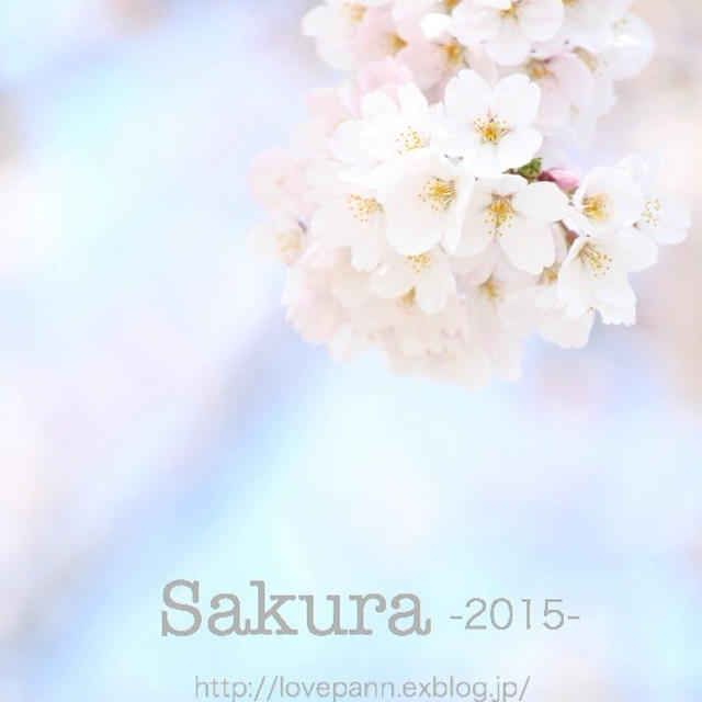圧倒的桜。2015