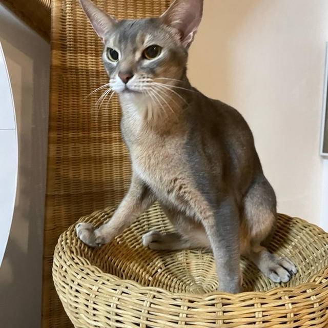 猛々しい、ぼくちん