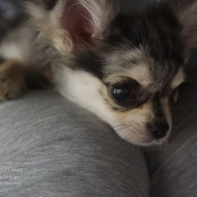 時に犬、時に猫、時に鰻、時に猪。