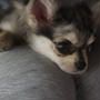 時に犬、時に猫、時に鰻、時に猪。