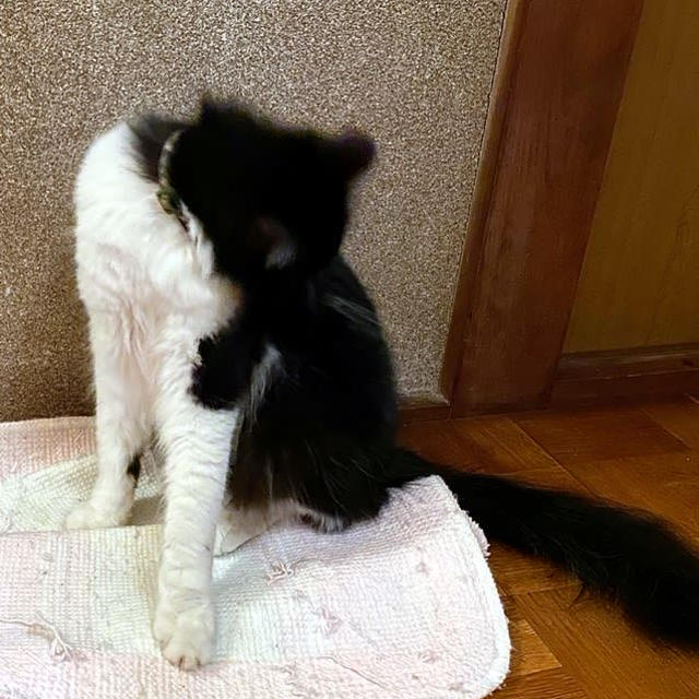 猫も寒がり、そしてピコ太郎は器用！！