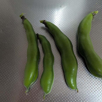 空豆収穫♪