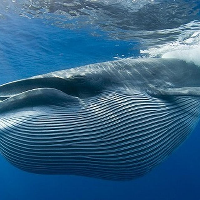 童話ピノキオみたいにクジラに飲み込まれて生還した人がいる。
