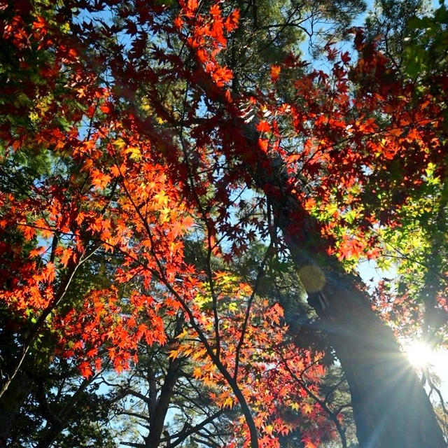 新発田市市島邸の紅葉③