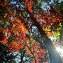 新発田市市島邸の紅葉③