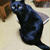 今日は「世界黒猫の日」