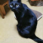 今日は「世界黒猫の日」