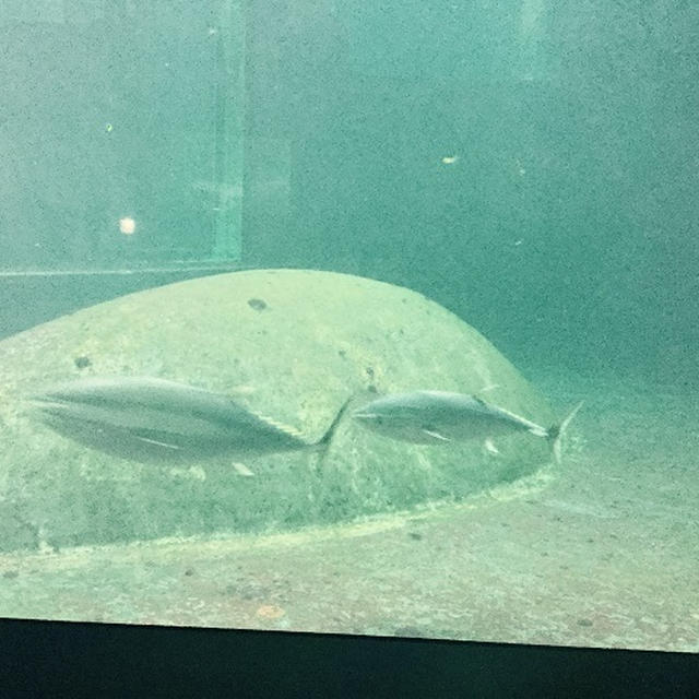 春の行楽弁当と葛西臨海水族館 　後編