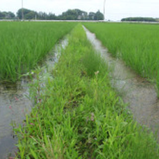 田んぼの畦の草刈り