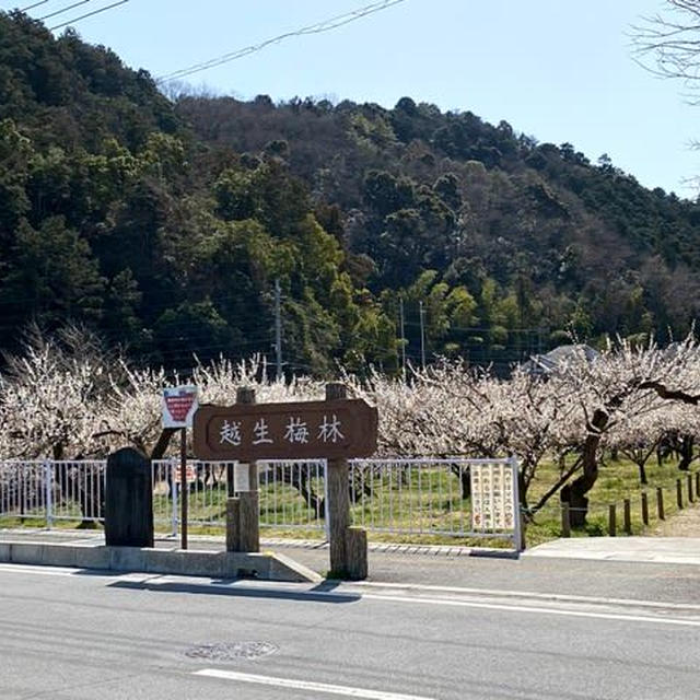 3.11 友達デート〜越生梅林と伊勢崎河津桜の開花状況〜